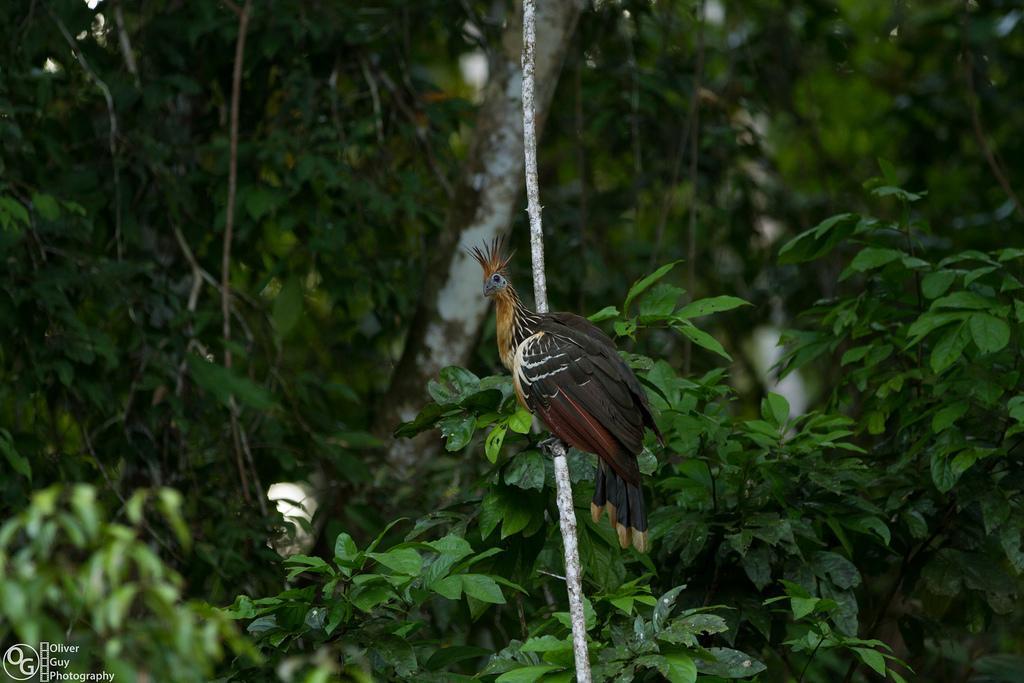 Puerto Montufar Jamu Lodge المظهر الخارجي الصورة