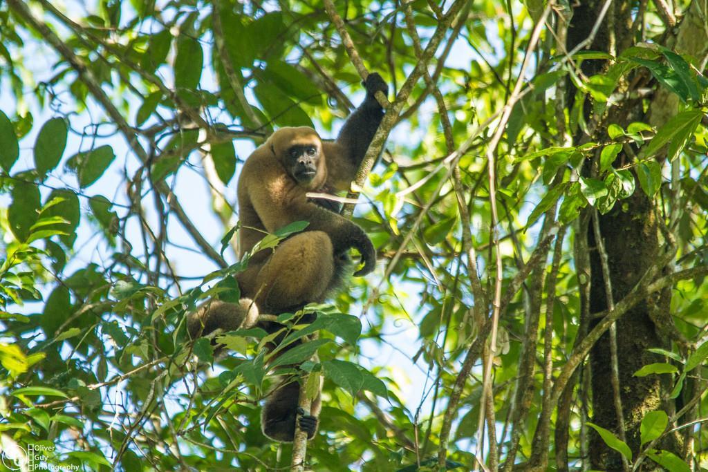 Puerto Montufar Jamu Lodge المظهر الخارجي الصورة