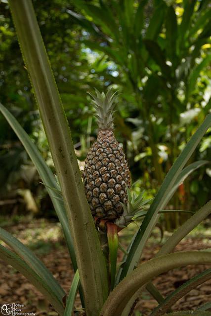 Puerto Montufar Jamu Lodge المظهر الخارجي الصورة