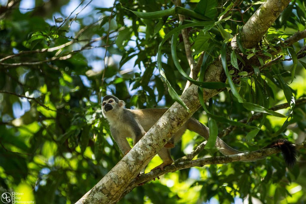 Puerto Montufar Jamu Lodge المظهر الخارجي الصورة